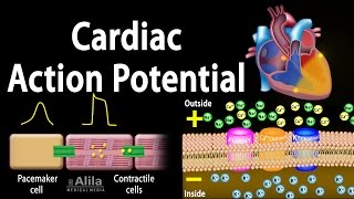 Cardiac Action Potential Animation [upl. by Tarsus]