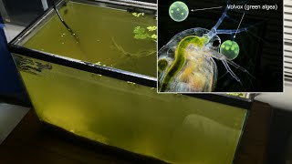 Raising Daphnia for the Freshwater Aquarium [upl. by Wurtz]