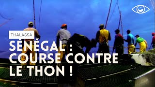 Course contre le thon  Thalassa [upl. by Tiemroth]