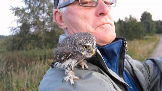 PygmyOwl Glaucidium passerinum [upl. by Avis]