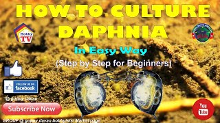 HOW TO CULTURE DAPHNIA In Easy Way [upl. by Anetsirhc]