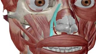 Facial Muscles Muscles of Expression [upl. by Leerzej]