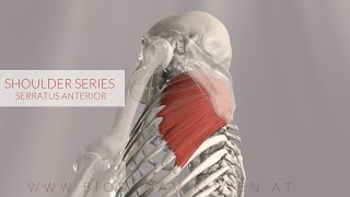 Serratus Anterior Shoulder Series Part 11 3D Animation [upl. by Ellennej]