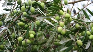 Growing the Table Olive Olea europaea [upl. by Ecraep5]