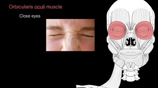 Muscles of facial expression [upl. by Novart]